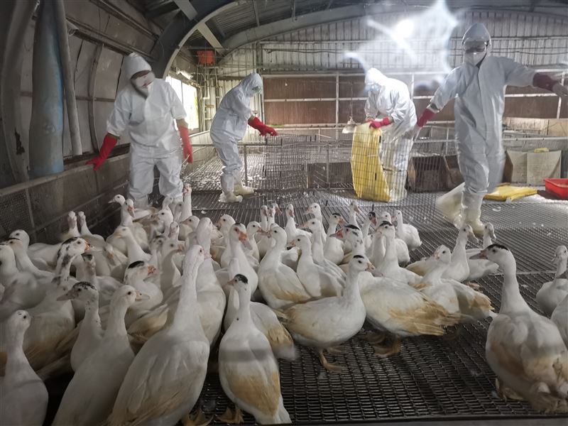 台灣有農場發現H5N1禽流感。