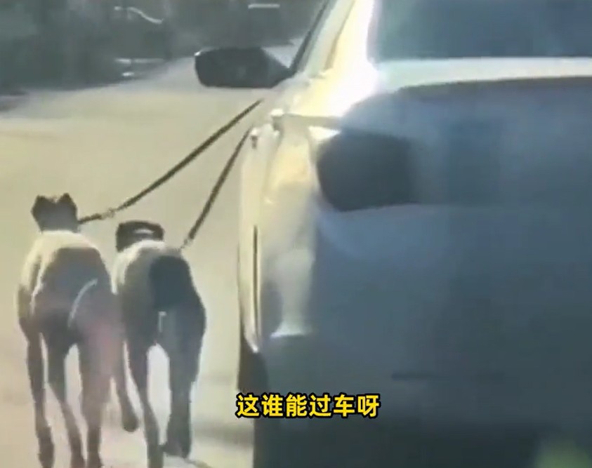 两头狗狗随著车子前行。
