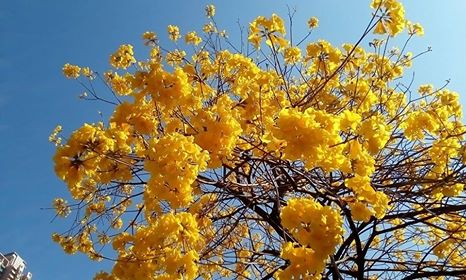 南昌公園黃花風鈴木在藍天下鮮艷奪目。讀者Kwok Shun Nok Harry提供