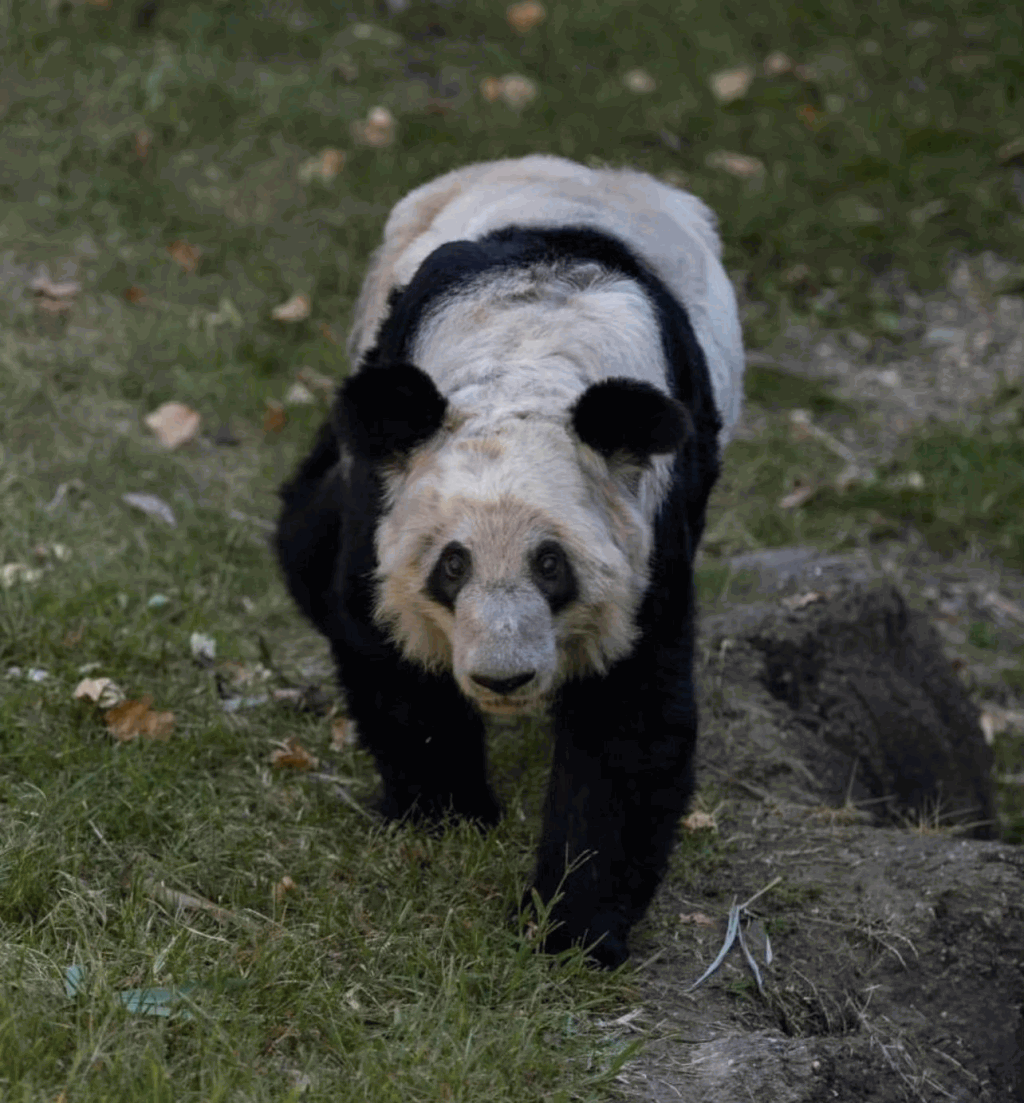中国民众希望大熊猫「丫丫」能尽快回国。