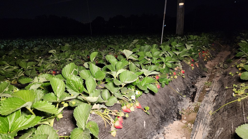 農田未見有結霜的情況。黎志偉攝