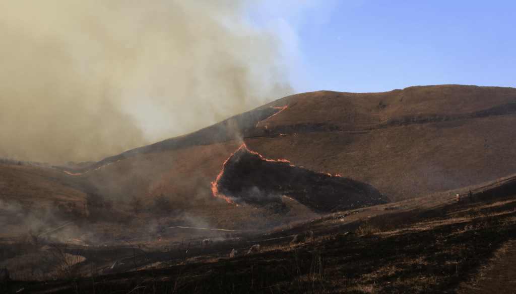 秋吉台為日本著名喀斯特高原,每年春季均會舉行燒山活動。日本觀光局官網圖片 秋吉台為日本著名喀斯特高原,每年春季均會舉行燒山活動。日本觀光局官網圖片