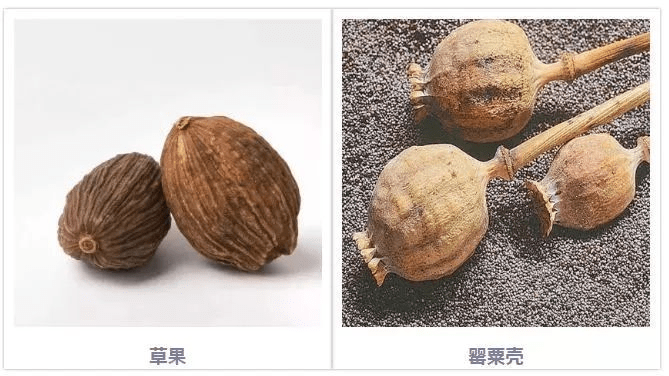 罌粟殼與香料「草果」外形與相似，要注意區分。