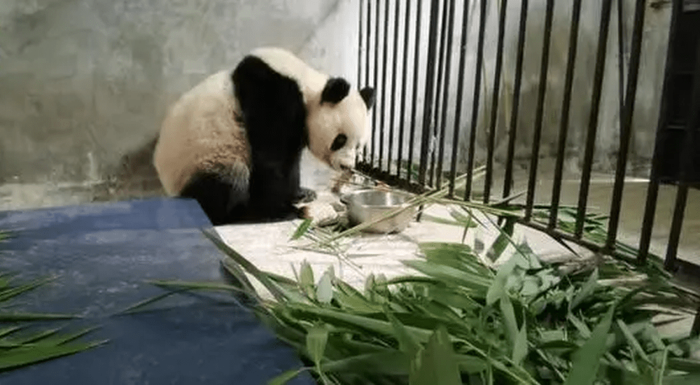 野生大熊貓腹腔大量積液、疑似有肝臟損傷。央視新聞