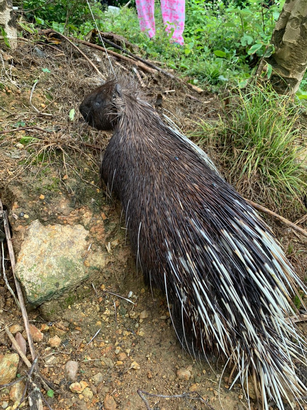 箭豬被鋼線勒住頸部死亡。圖:愛護動物協會提供