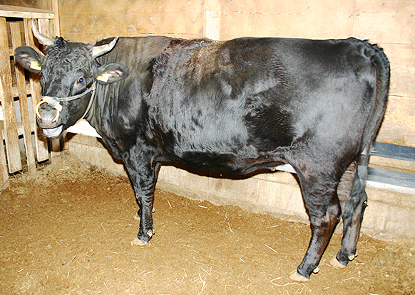 松阪牛与神户牛、近江牛并称为日本三大和牛