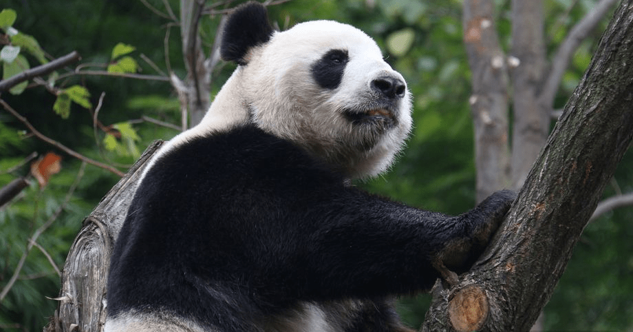大熊猫「融融」生前照片。中国大熊猫保护研究中心