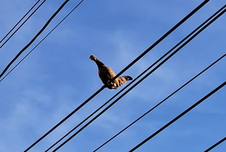 南投的鸡在电线杆上叫。网上截图