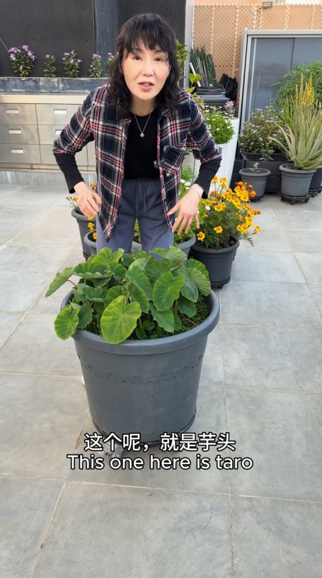 張曼玉近日分享她於香港豪宅天台當城市農夫的影片。 張曼玉近日分享她於香港豪宅天台當城市農夫的影片。