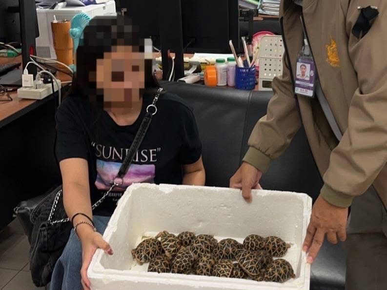 19歲台灣女子體態及步姿奇怪，圖帶30隻印度星龜離開泰國。 泰國國家公園、野生動植物保護部