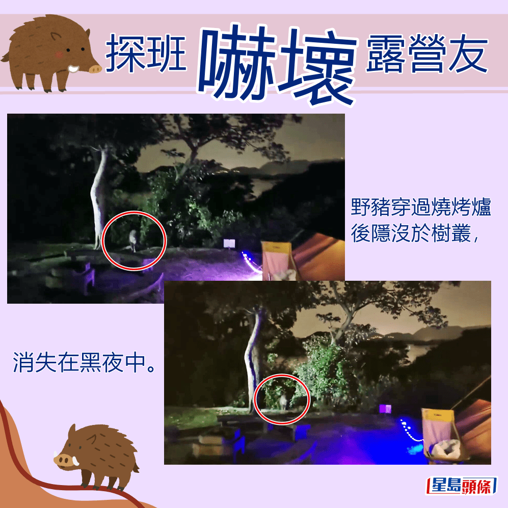 野豬穿過燒烤爐後隱沒於樹叢，消失在黑夜中。fb「香港人露營分享谷」截圖