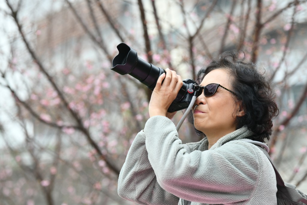 梁太在網上看到櫻花園即將開放的消息，希望趕在人潮前入場賞花。盧江球攝
