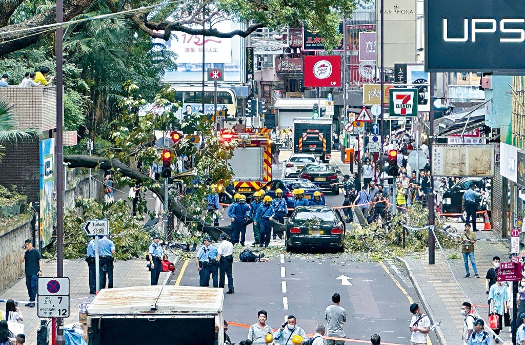 尖沙嘴鬧市一棵巨樹昨午塌下橫亙海防道兩條行車綫,壓中一輛駛經的賓利房車。