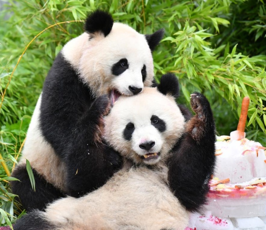 「夢想」和「夢圓」是首對在在德國出生的大熊貓雙胞胎兄弟。新華社
