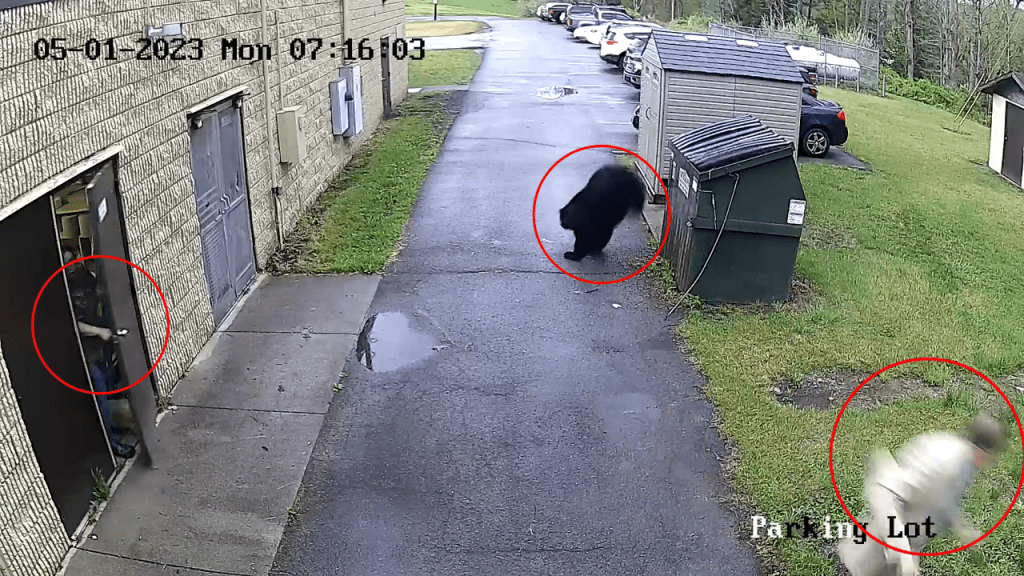 黑熊也迅速从垃圾箱跳出来