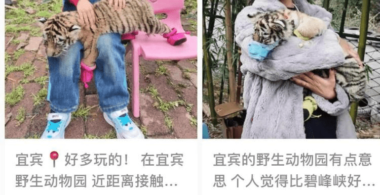 网传四川动物园给幼虎戴嘴套与游客合影。