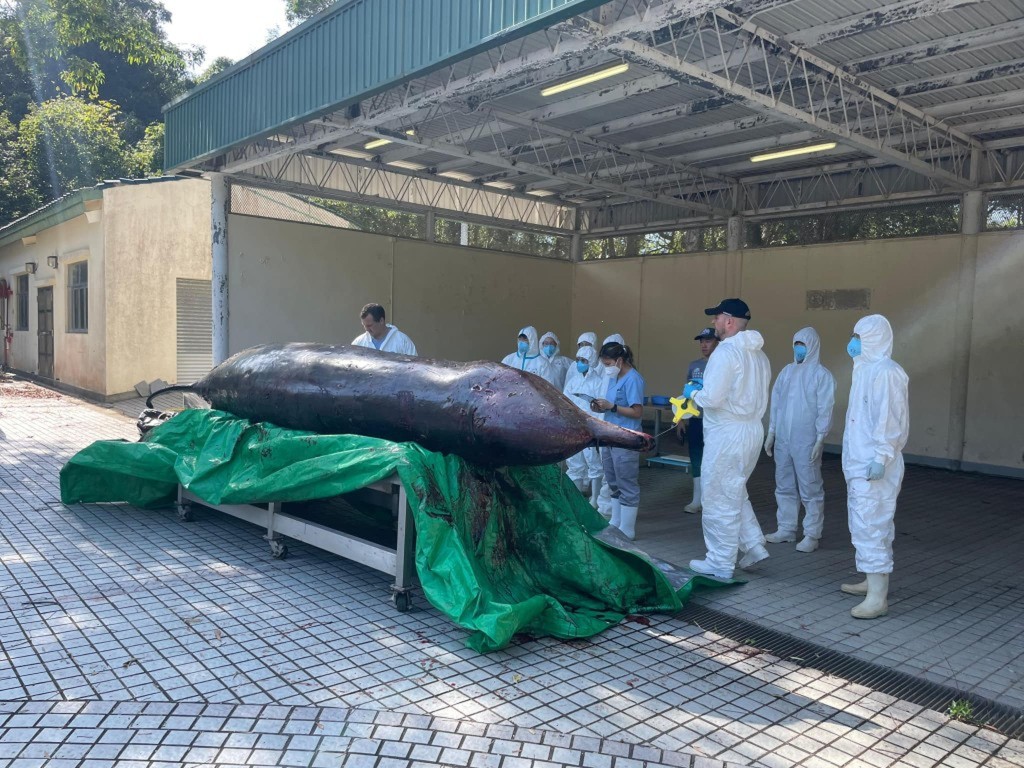 漁護署已將鯨魚屍體送往漁護署海岸公園石壁管理站進行解剖。漁護署FB圖片