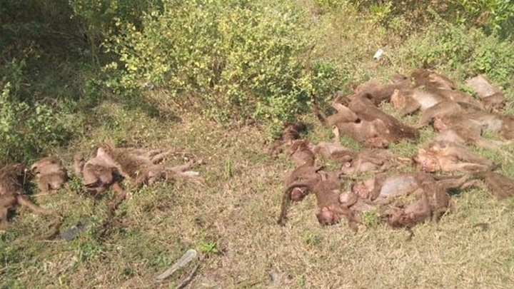 印度一處公路旁發現24隻猴子屍體，疑有人下毒殺害。網上圖片