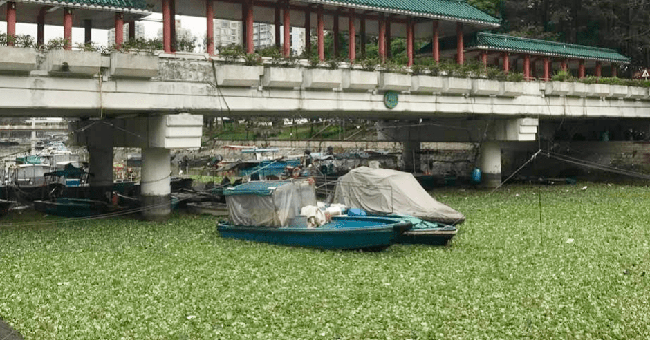 大埔林村河滿布水浮蓮，竟變綠油油草地。FB圖片