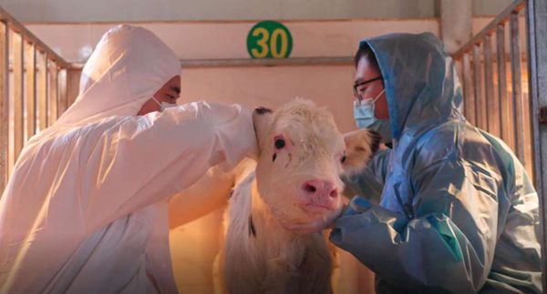 體細胞複製超級奶牛在靈武市出生。 網上圖片
