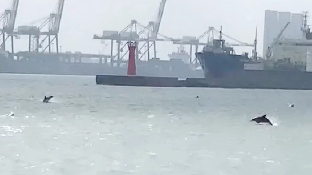 這群海豚約一個多小時後已游出台中港返回大海。