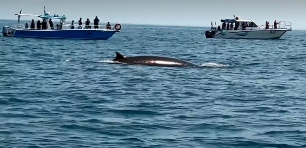广西涠洲岛游客极近距离观鲸，导致鲸鱼周身伤痕。小红书＠苍澜