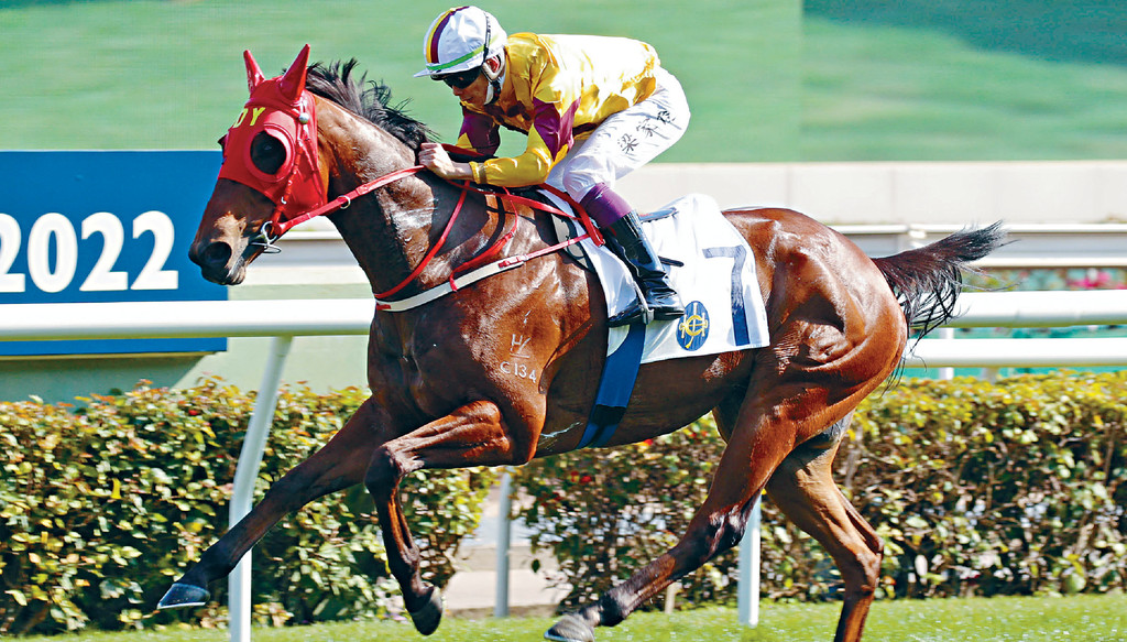 ■「二話不說」今次排五檔不難跑，巴度連續三次策騎已了解馬性，發揮出水準可坐位望贏。