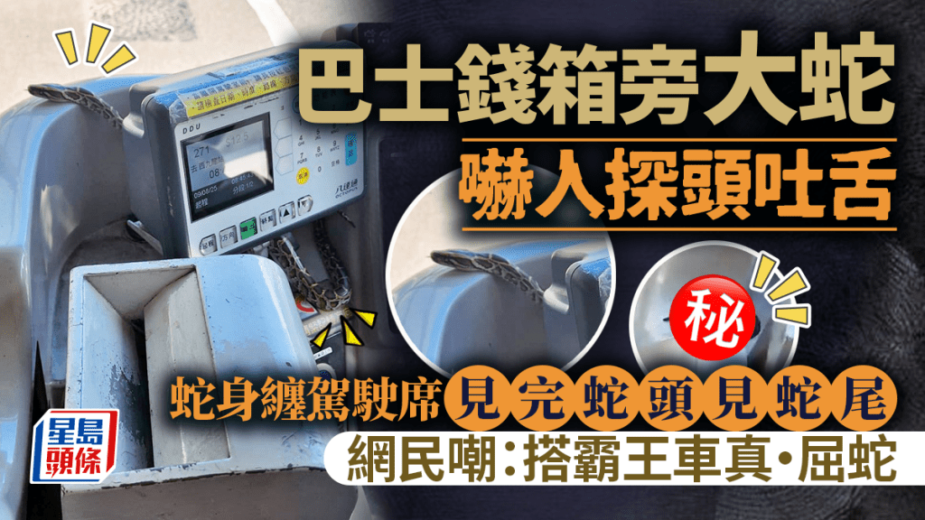 巴士錢箱旁大蛇探頭吐舌 蛇身纏駕駛席見完蛇頭見蛇尾 網民嘲：搭霸王車真•屈蛇