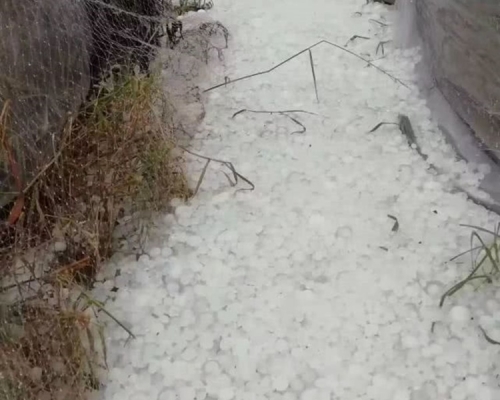 冰雹落了近1小时恐会影响农作物。网图
