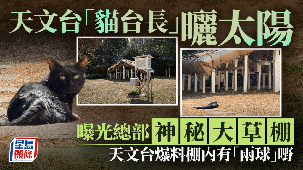 天文台「貓台長」曬太陽 曝光總部神秘大草棚 天文台爆料棚內有「兩球」嘢｜Juicy叮
