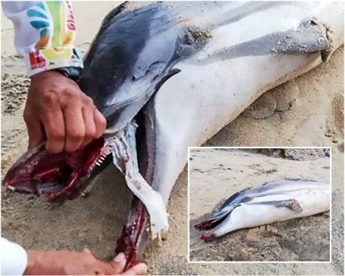 條紋原海豚身體多處遭受重擊,魚鰭亦受傷斷裂。