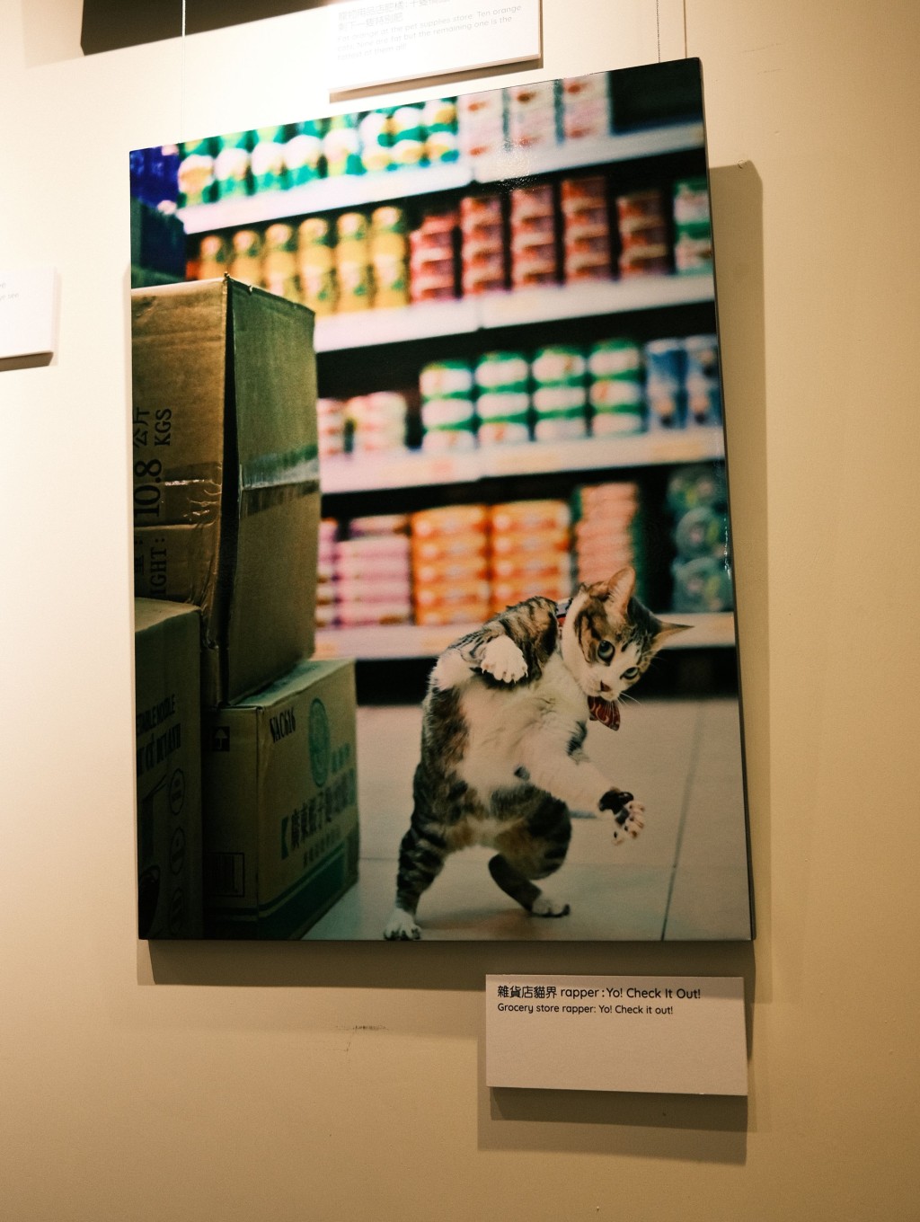 慈善街貓攝影展｜《港貓腳印》攝影展展出21張融化人心的趣味貓咪生活照片。