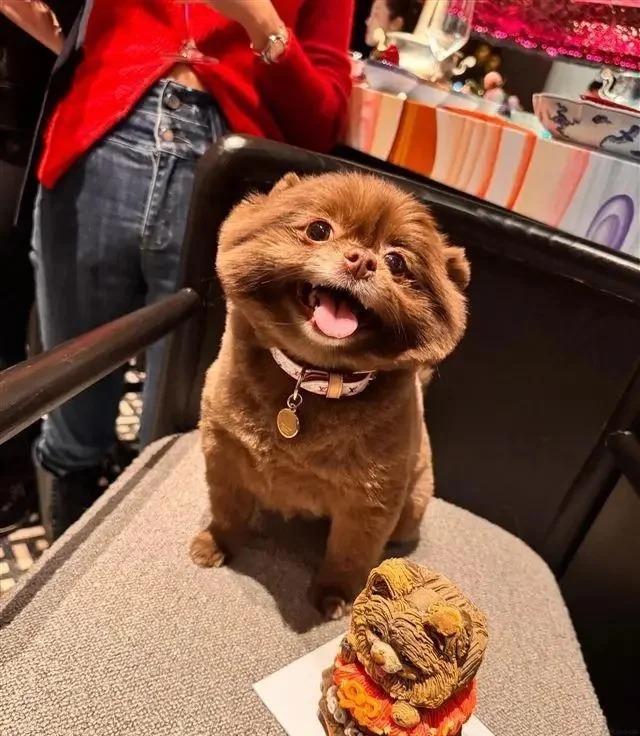 鍾欣潼帶愛犬Kuma上餐廳，Kuma乖巧地坐在椅子上。