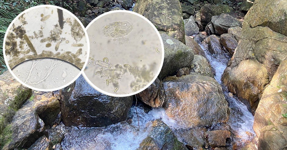 港男早前在溪澗提取溪水,再利用顯微鏡放大當中的微生物,發現當中含有多種微生物。網圖