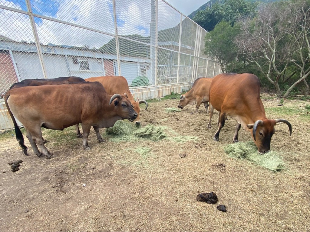不少牛隻現時在大澳生活。(香港牛物種保育協會提供) 不少牛隻現時在大澳生活。(香港牛物種保育協會提供)