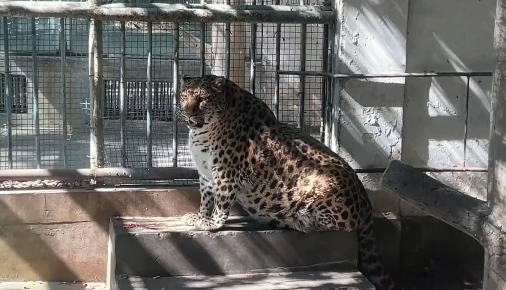 四川攀枝花动物园一只金钱豹，被网民形容胖得如海豹般。(微博)