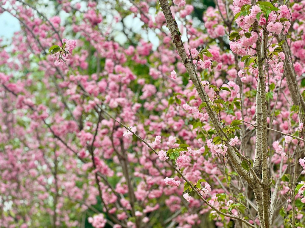 記者前往現場，發現在單車館對出草地多出了數棵櫻花。