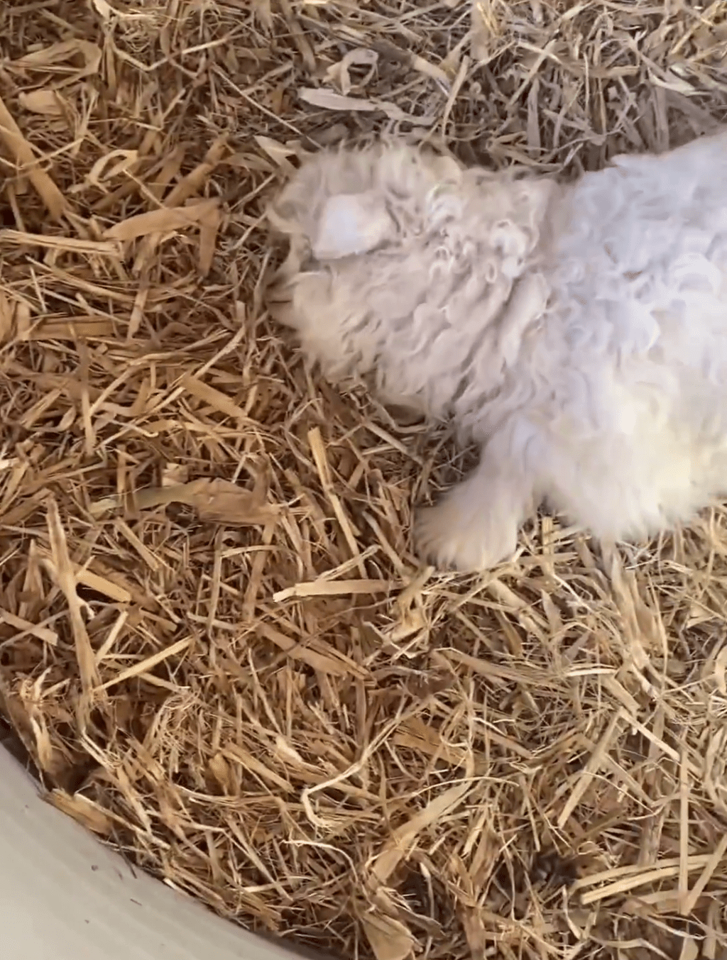 近日，寧夏平羅縣「戲精小羊」憑裝死技能爆紅網絡。