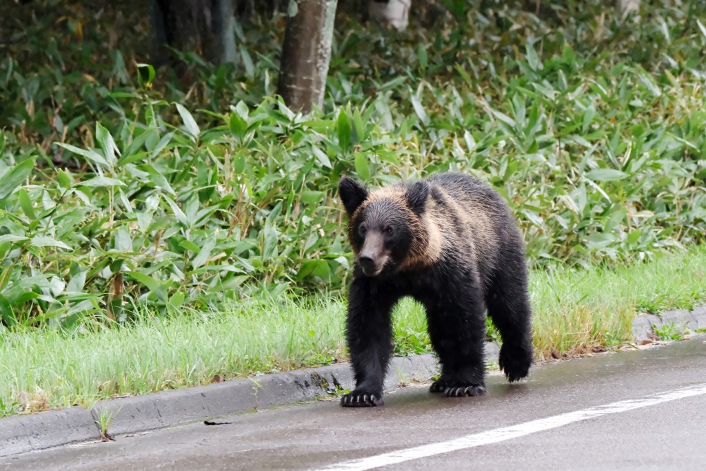 福島警方已提醒居民提高警覺，避免獨自外出或進入山林地區。法新社