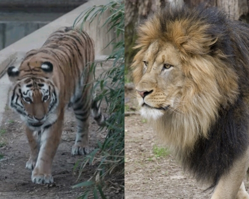 華盛頓國家動物園9獅子老虎證實感染了新冠肺炎。網圖