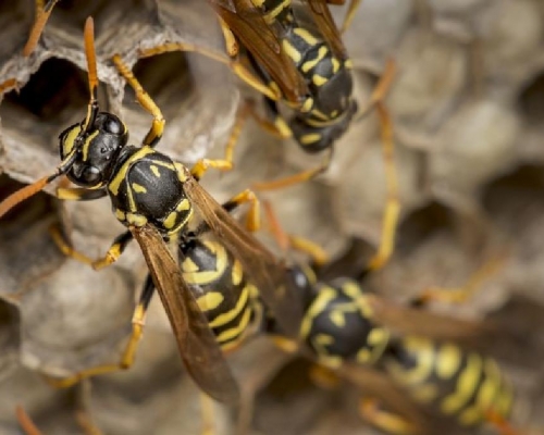 有指內地近年流行進食蜂蛹養生，間接導致今次的意外。資料圖片