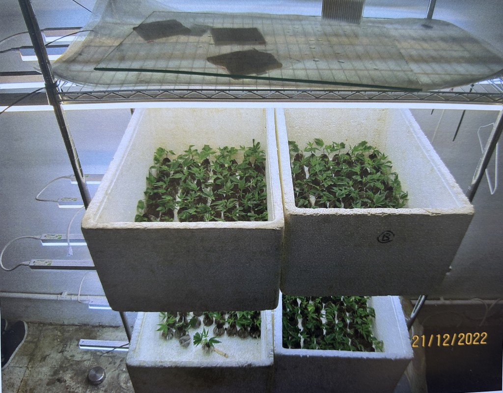 幼苗區有一箱箱栽種中的幼苗。（警方提供）
