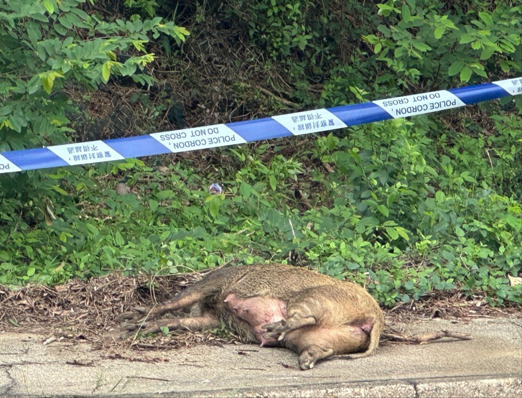 野猪伏尸大埔公路。