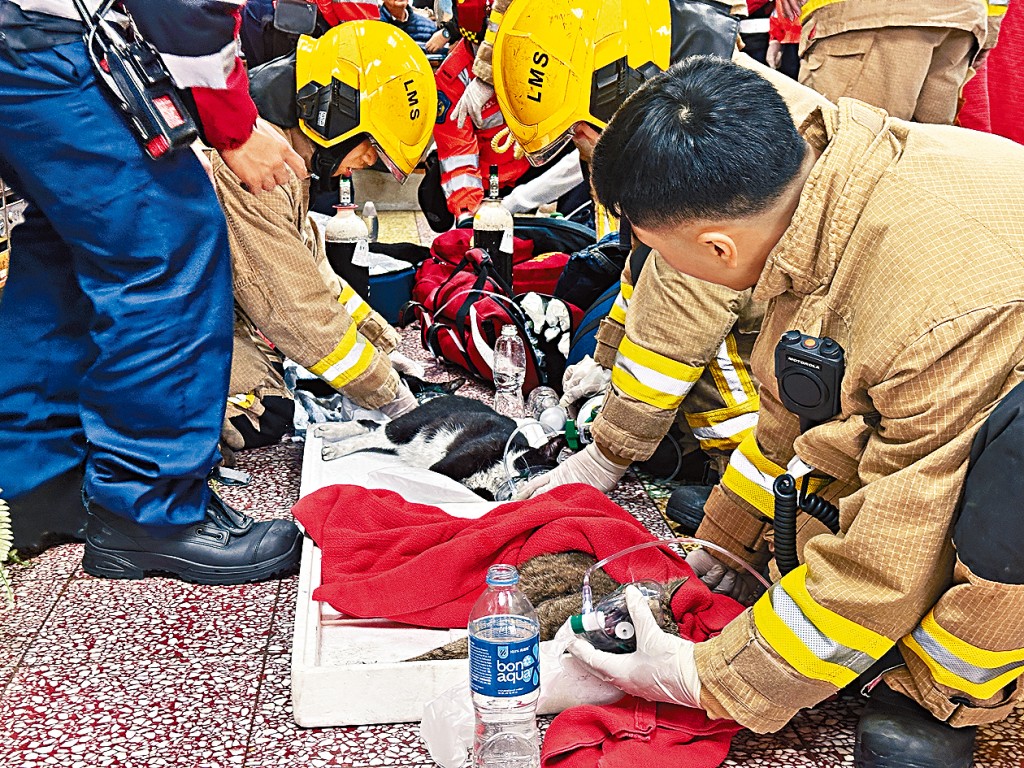 消防於火場救出7頭貓兒，並為當中3隻陷入昏迷的貓咪進行急救。