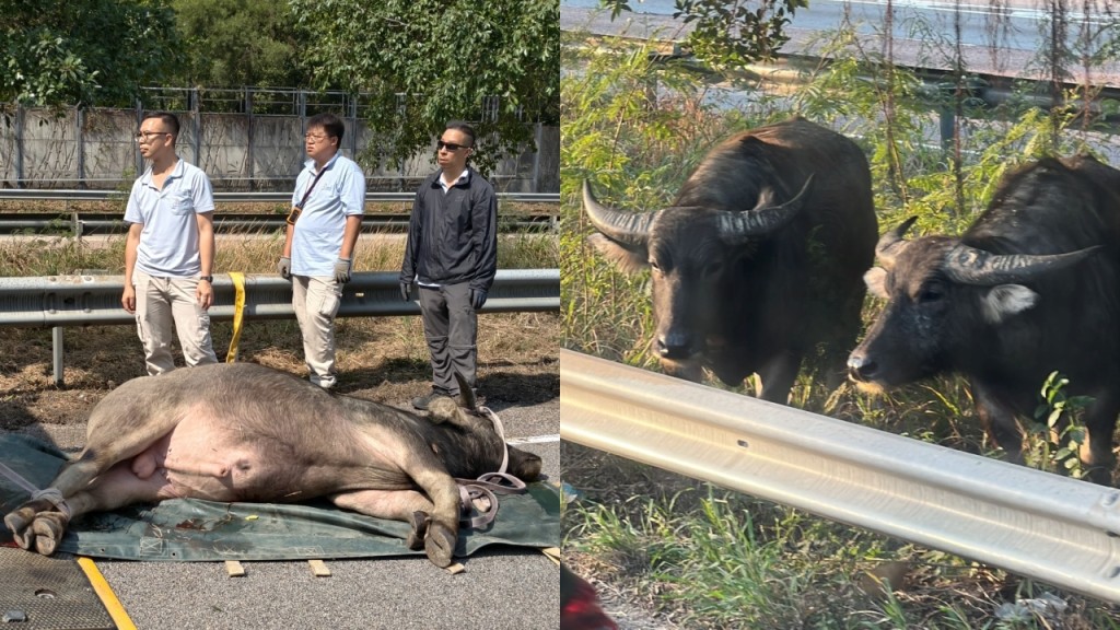 青朗公路水牛捱撞｜重創水牛已被人道處理 漁護署移走附近兩同類待適時野放