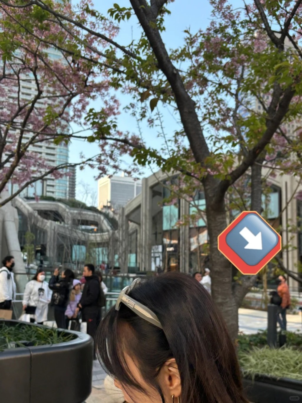 這位網民與譚詠麟很有緣，在麻布台旁的櫻花樹又遇到。