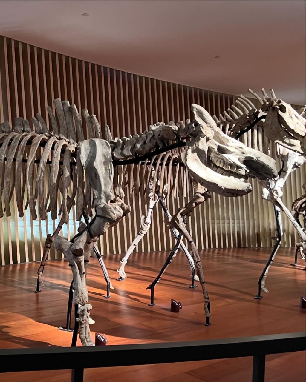 上海自然博物馆有很多恐龙模型和化石供观赏。