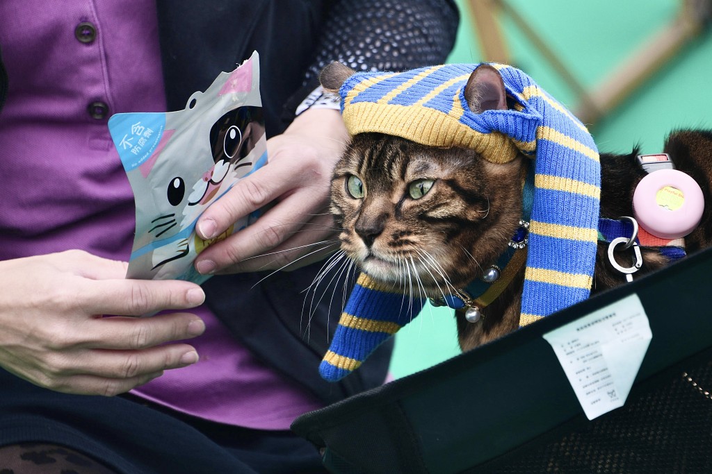 「法老尋喵」打卡活動透過公眾投票選出最高人氣的25隻貓。