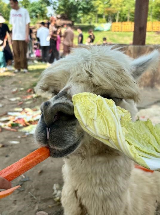 羊駝因遊客瘋狂餵食，致吃得太飽倒地反白眼。上游新聞