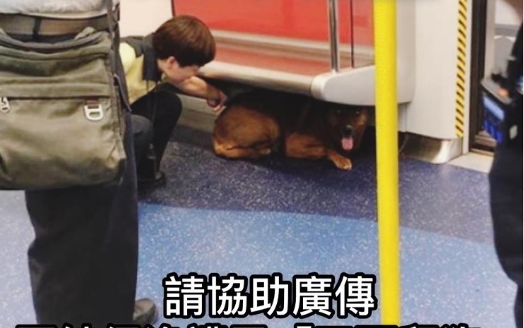 萬人聯署要求漁護署不要人道毁滅避雨狗狗。